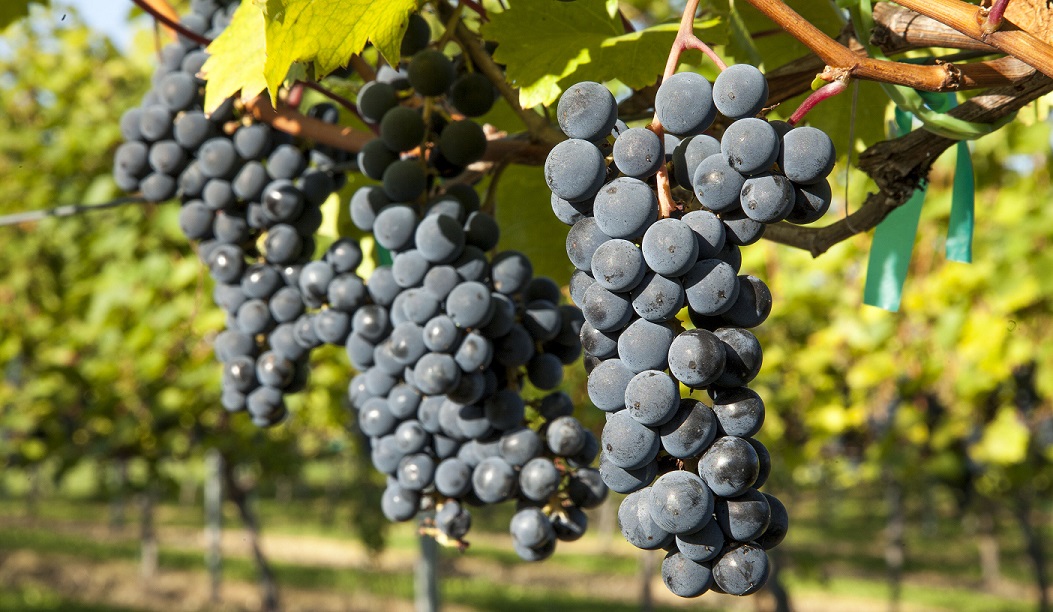 Photo credit: Sovereign Estate Vineyard and Winery | Waconia